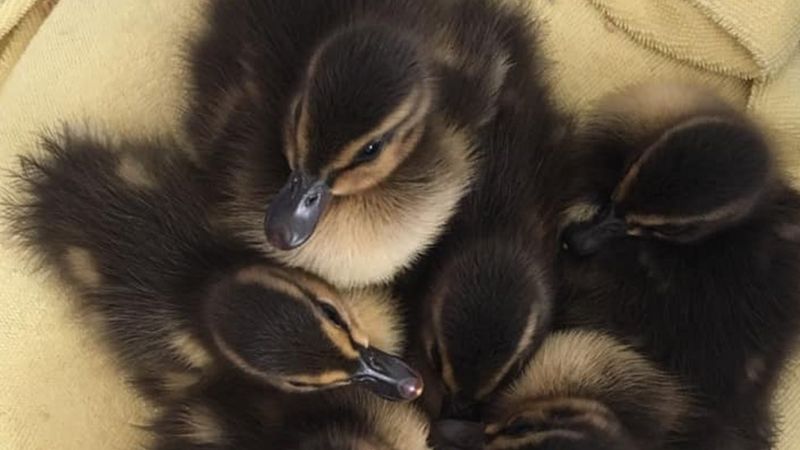 Feeding Ducks Bread: Should You Do It? - BBC News