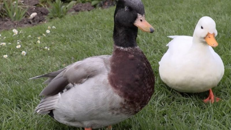 Feeding Ducks Bread Should You Do It Bbc News