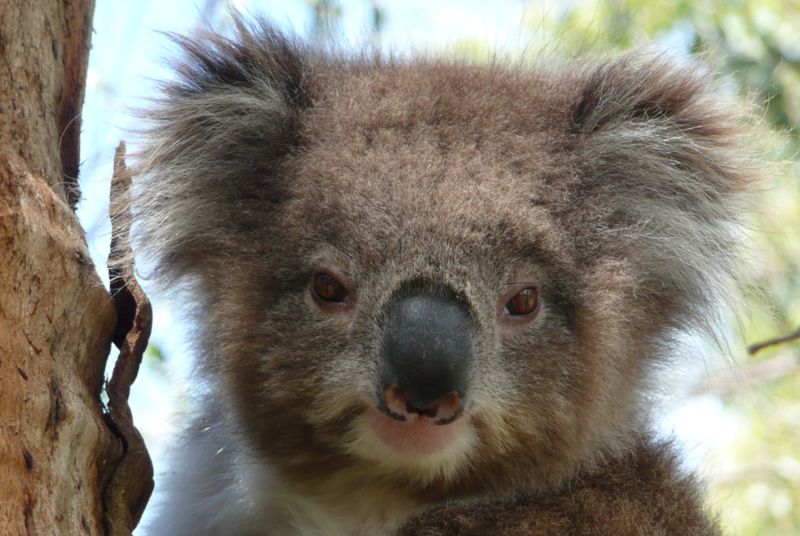 Saving koalas: Gene study promises solution to deadly sex disease - BBC ...