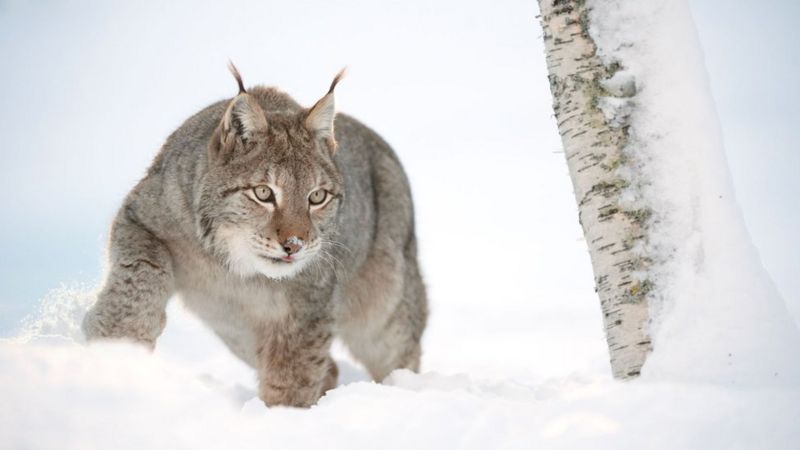 MSPs to discuss proposals for return of lynx to Scotland - BBC News