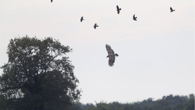 Rare Bone-eating 'bearded Vulture' Spotted In Norfolk - BBC News