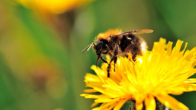 Bees: Many British pollinating insects in decline, study shows - BBC News