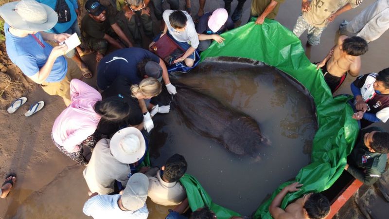 World's largest freshwater fish found in Mekong, scientists say - BBC News