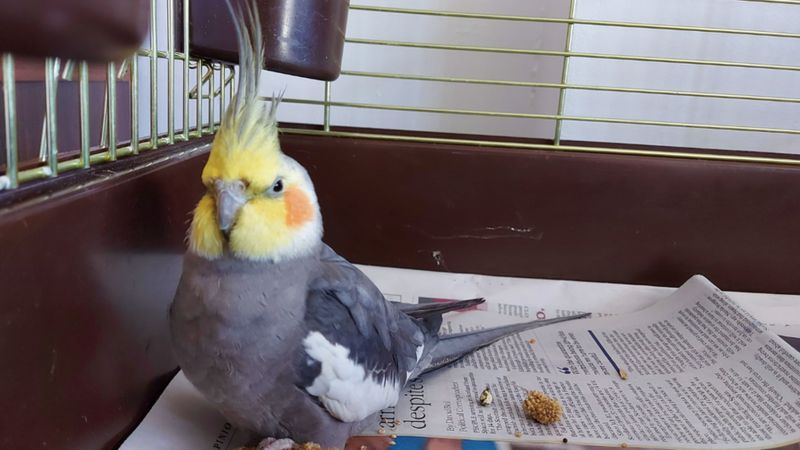 Lost cockatiel lands on fishing boat 10 miles off Troon _114573578_capture