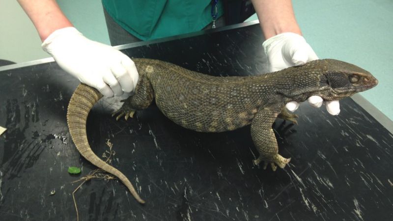 Canal lizard mistaken for toy in Edinburgh BBC News