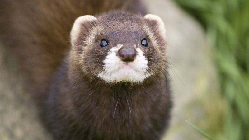 Rare sighting of a pine marten in London woods! - BBC Newsround