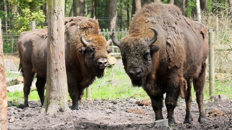 European bison: Two rangers wanted for Canterbury woods - BBC News