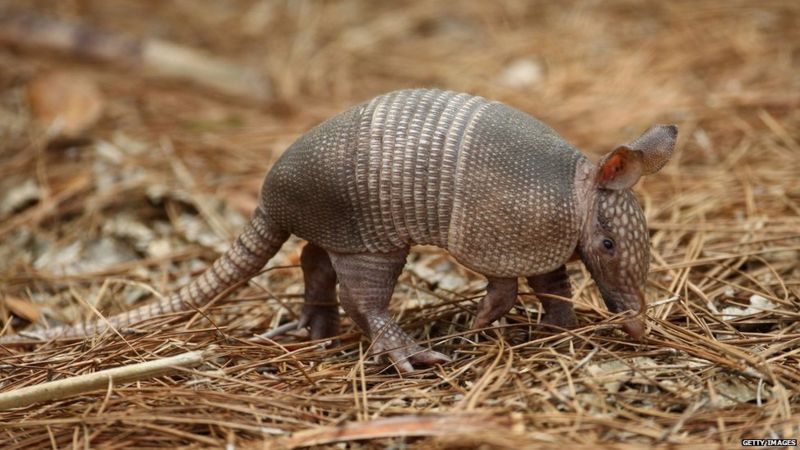 Texas man injured as bullet ricochets off armadillo - BBC News