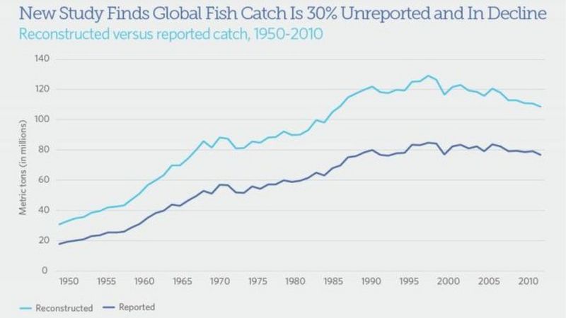 Global Fishing Catch Significantly Under-reported, Says Study - BBC News