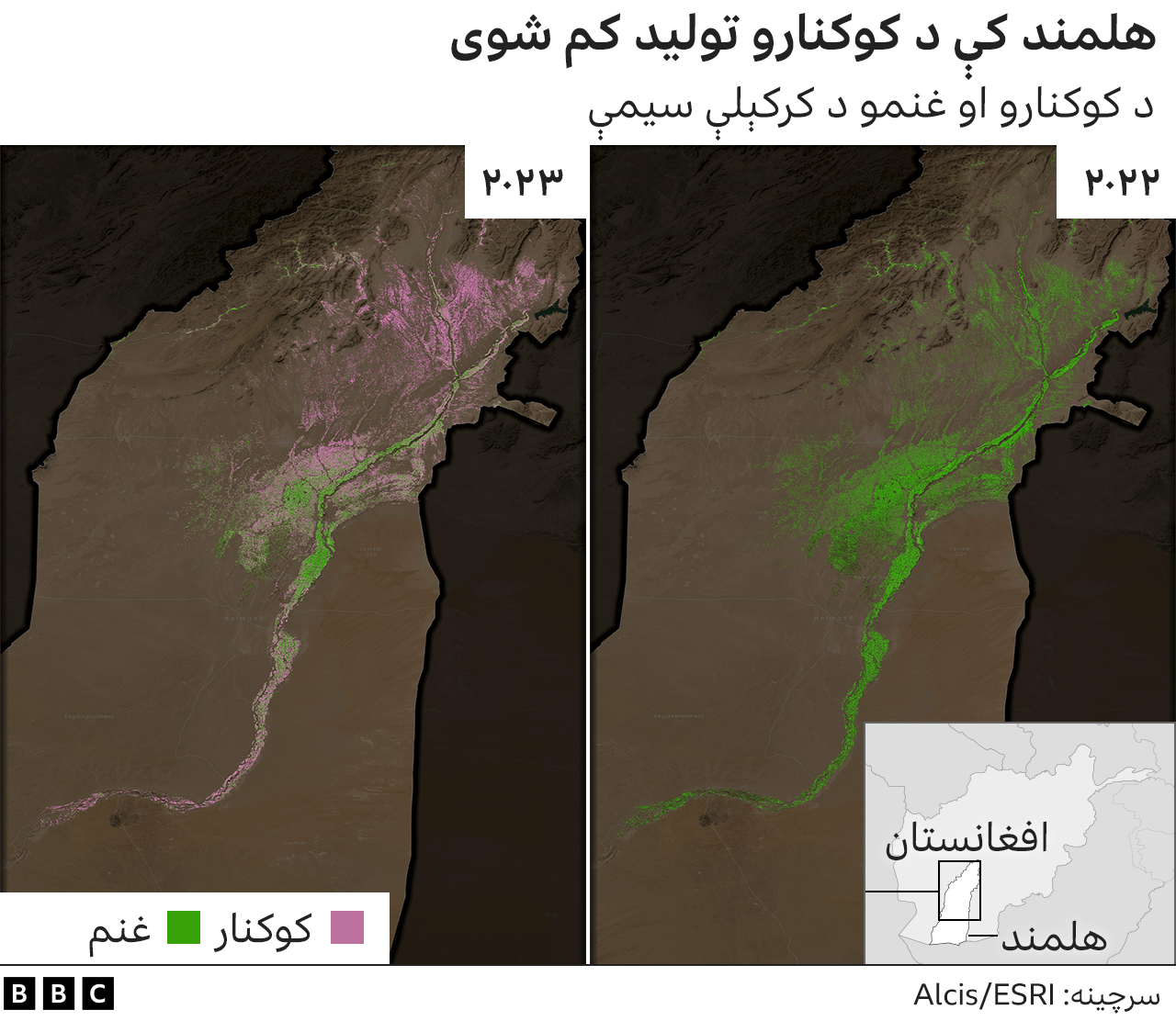 د بي بي سي موندنې؛ افغانستان کې د کوکنارو کښت پام وړ کم شوی Bbc News پښتو