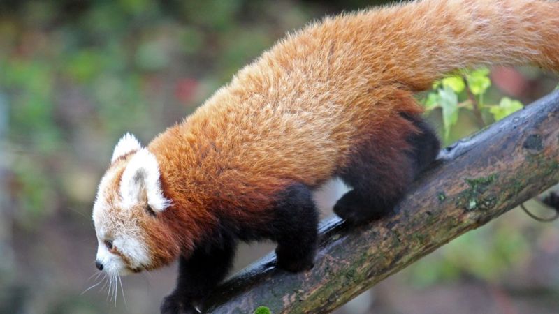 Belfast Zoo celebrates birth of endangered red pandas - BBC News