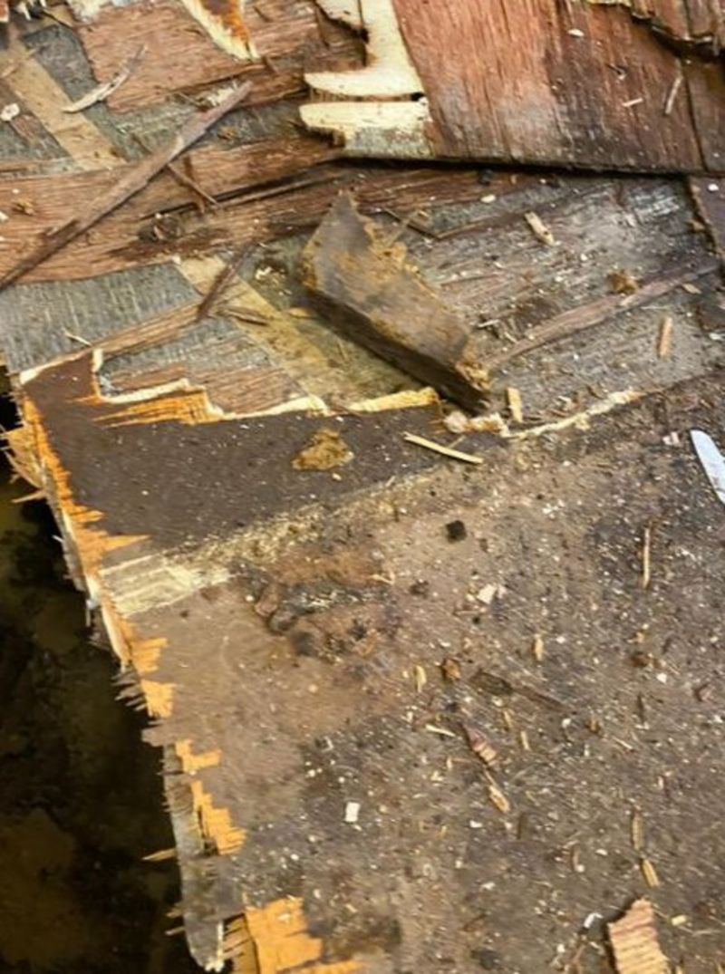 Tenant claims council left black mould untreated BBC News