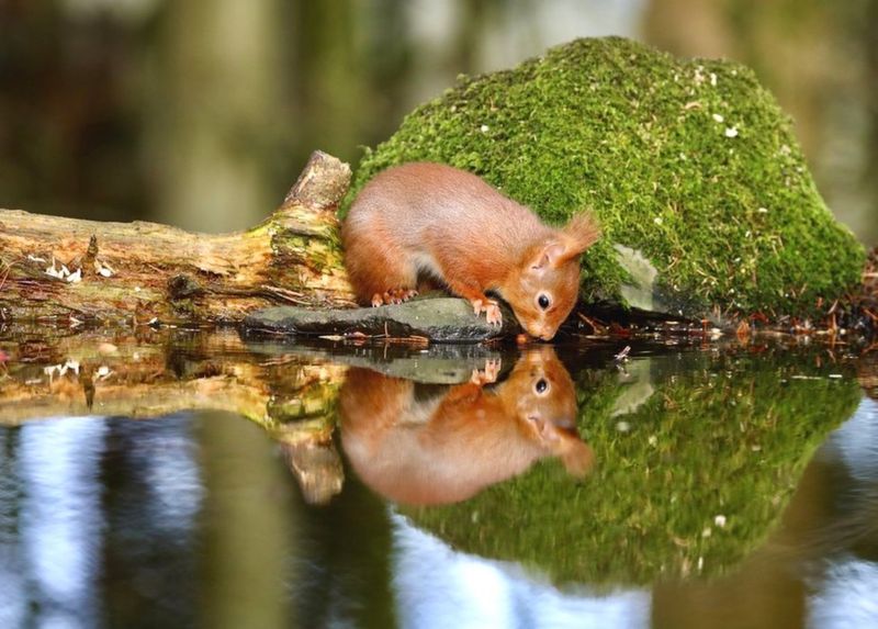 Your pictures of Scotland: 3-10 February - BBC News