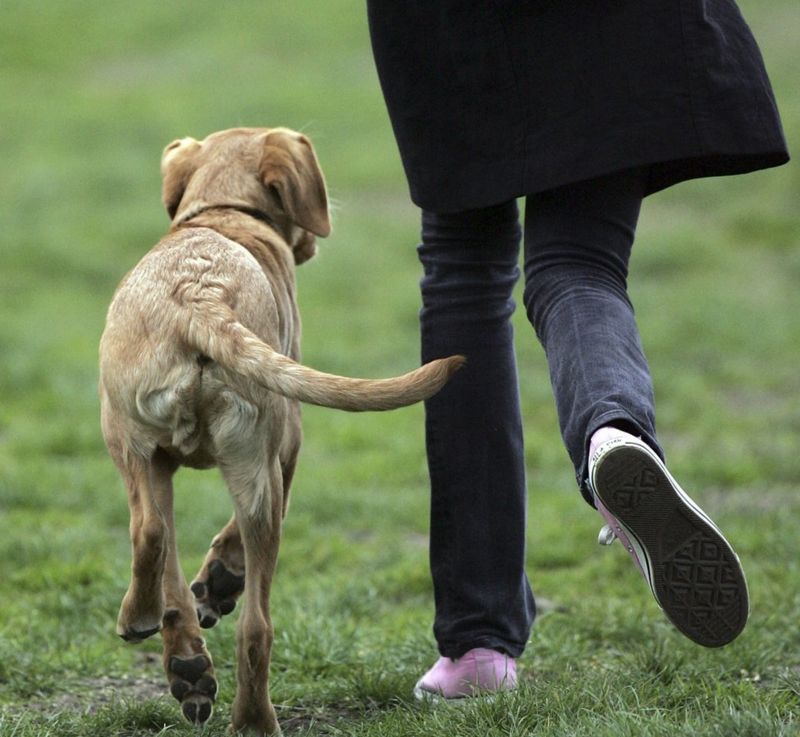 �Köpek sahipleri, kedi sahiplerine kıyasla daha mutlu� BBC News Türkçe