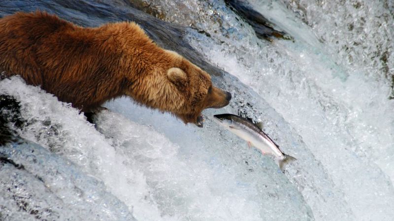 pink-salmon-warning-for-foyle-and-carlingford-anglers-bbc-news