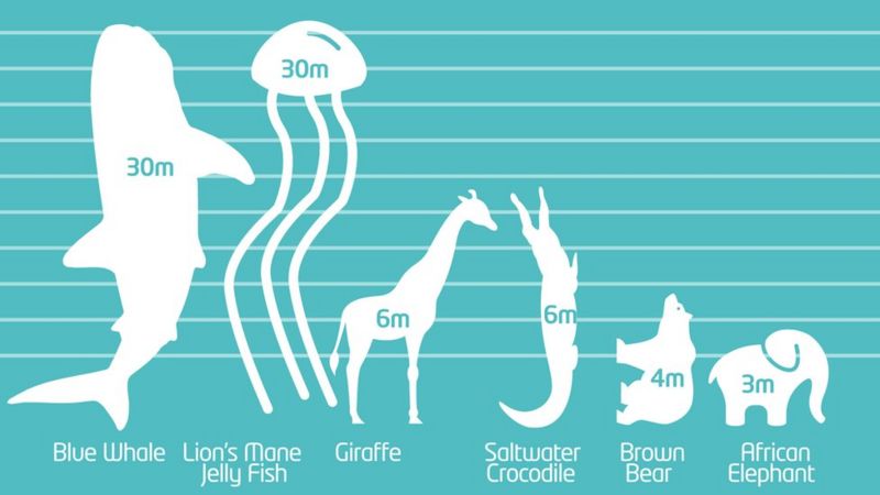 Which Are The World s Tallest Animals BBC Newsround