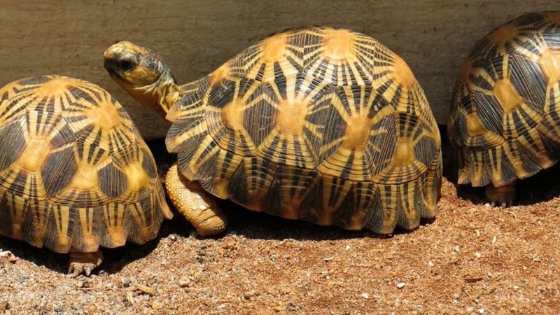 The top-secret tortoise sanctuary of Madagascar - BBC News