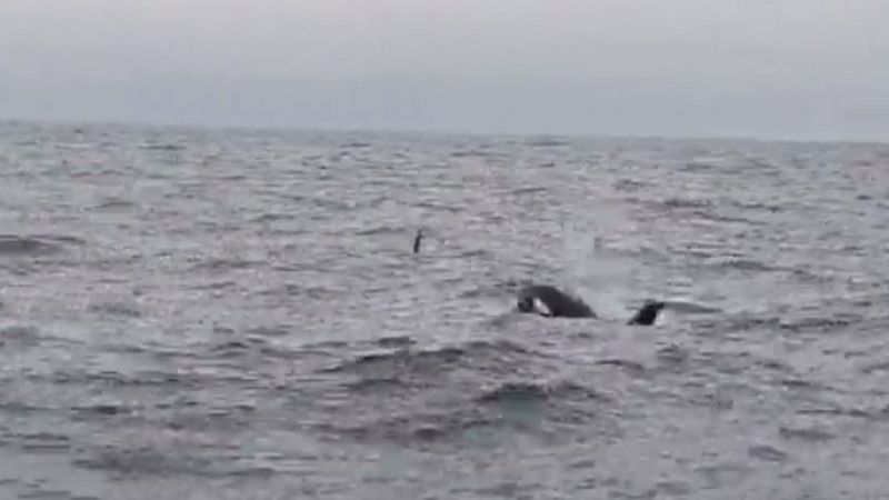 Wild Isles: Orca pod footage in Northumberland solves 'conundrum' - BBC ...