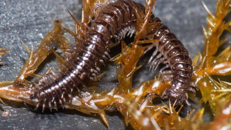 Biodiversity: 'Beast of Beddau' is new millipede find - BBC News