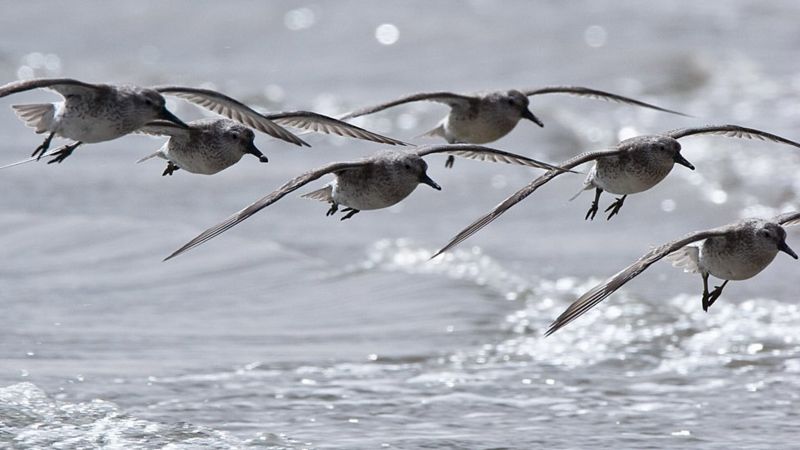 Shrinking Bird Pays The Bill For Arctic Warming - BBC News