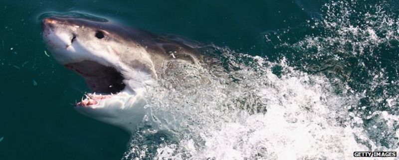 Us Dad Punched Shark Five Times To Save Daughter Bbc News