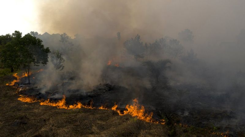 Indonesia haze: Why do forests keep burning? - BBC News