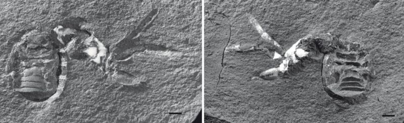 Ancient Sea Spider Fossil Rewrites Evolution History - f0lasjt