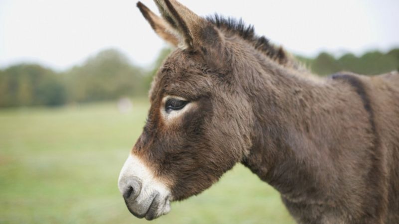 Denbighshire donkey trekking tours approved amid noise concerns - BBC News