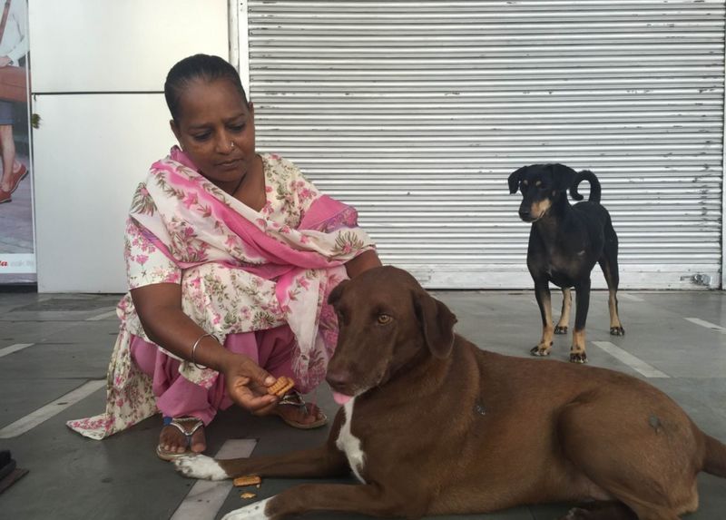 The spoilt stray dogs of Delhi BBC News