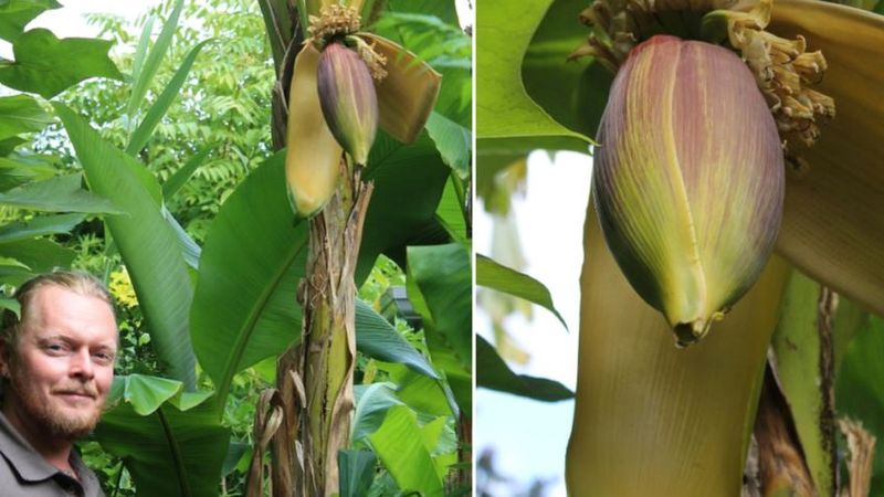 Harrogate Banana Plant Flowers For First Time Bbc News