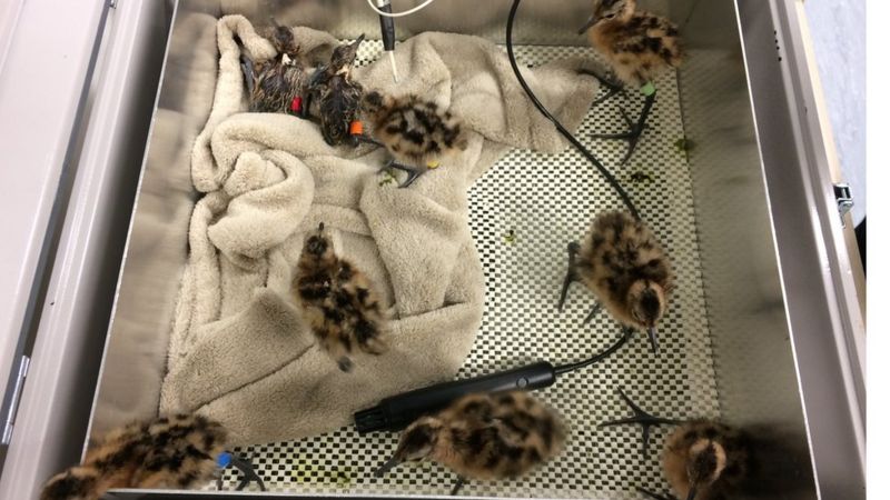 'Miracle' Black-tailed Godwits Return To Welney To Nest - BBC News