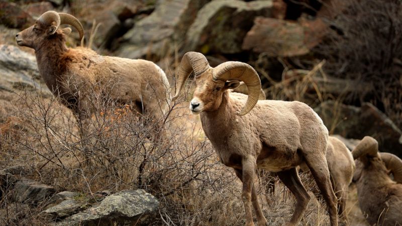 Mammal study explains 'why females live longer' - BBC News