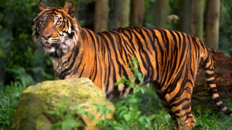 Hong Kong 'tiger' scare after feline sighting - BBC News