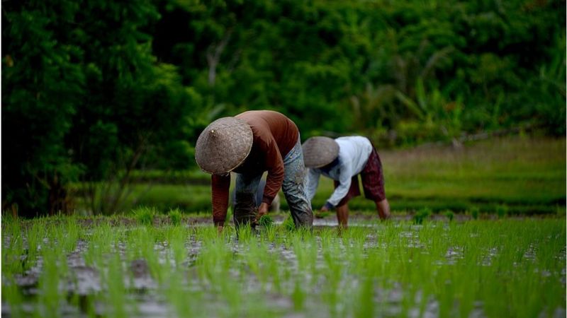 Kasus beras: Dari penggerebekan hingga harga yang ‘mencekik petani