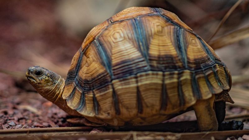 Three-legged ploughshare tortoise finds new life on rollers - BBC News