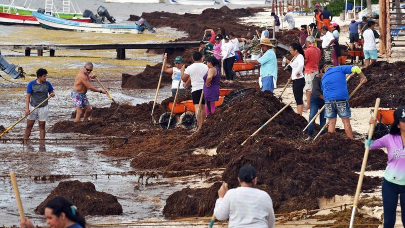 Mexicos Top Caribbean Beaches Hit By Seaweed Infestation Bbc News 8137