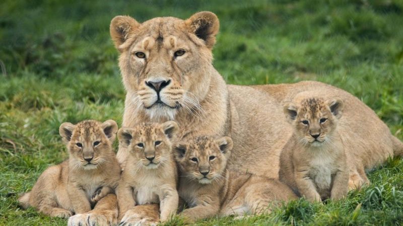 Lion cubs with mother