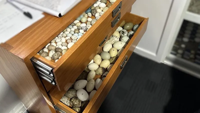 Thousands of rare bird eggs seized in Australia