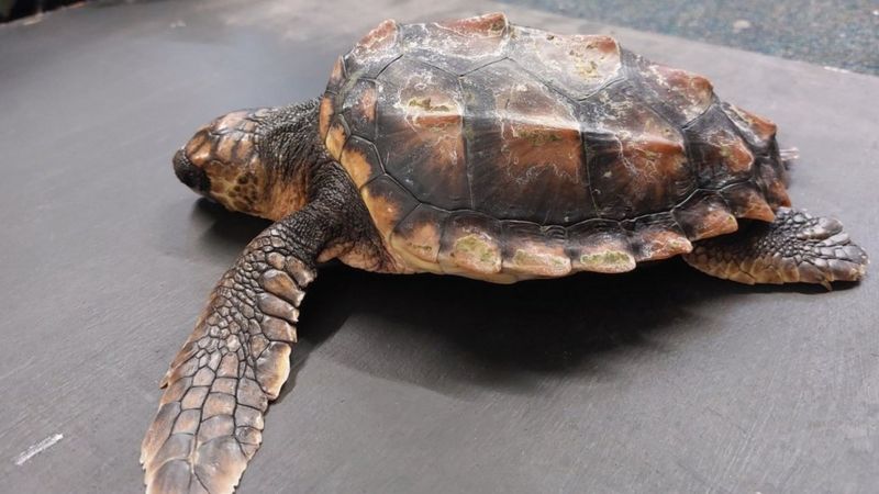 Anglesey: Dogs save tiny turtle from becoming gull's dinner - BBC News