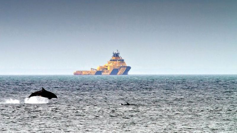 Eco centre to spot Aberdeen harbour dolphins opens - BBC News