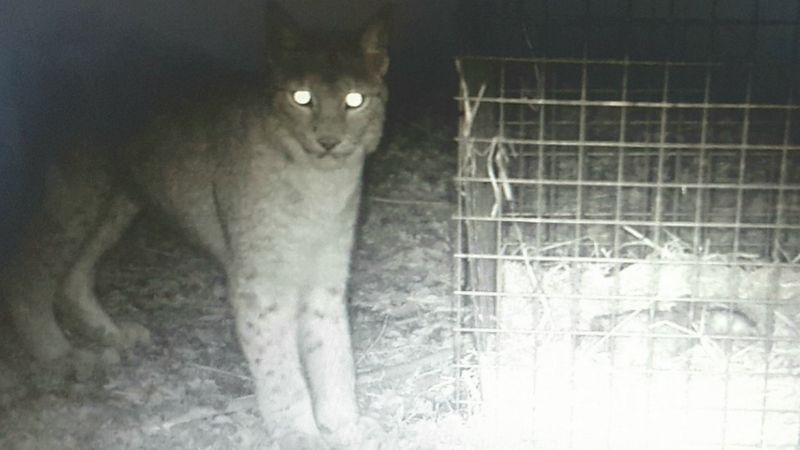 Escaped lynx: Borth zoo's big cat 'humanely destroyed' - BBC News