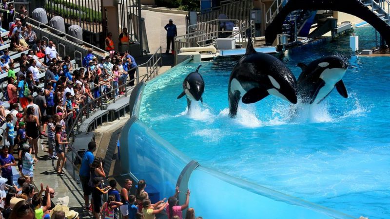 Virgin stops selling captive whale and dolphin experiences - BBC News