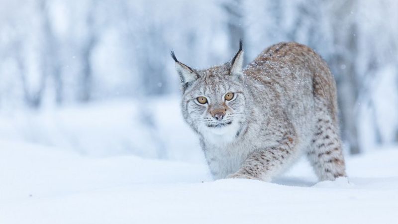 Into the wild: Could lynx be reintroduced to Scotland? - BBC News