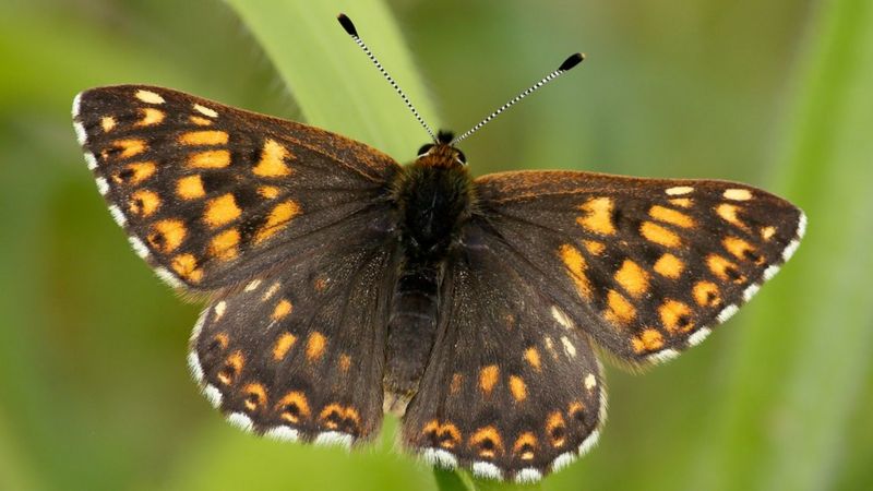 The butterflies we may never see again in Britain - BBC News