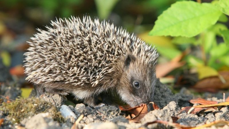 Drop in RSPCA hedgehog calls 'evidence of decline' - BBC News