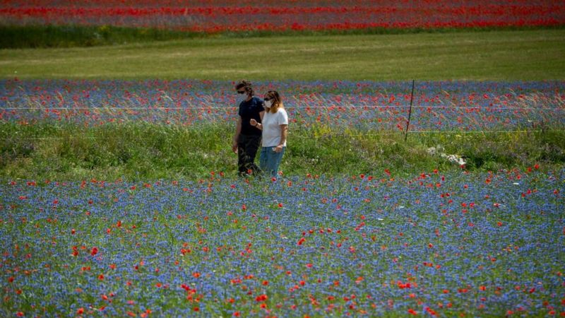 Incredible rainbow flower fields bloom in Castelluccio in Italy - BBC ...