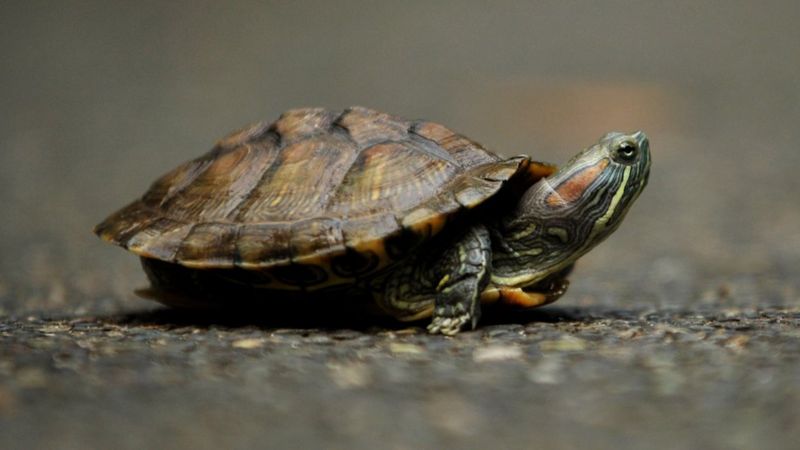 Temperature-controlled Turtle Sex Gene Found - Bbc News