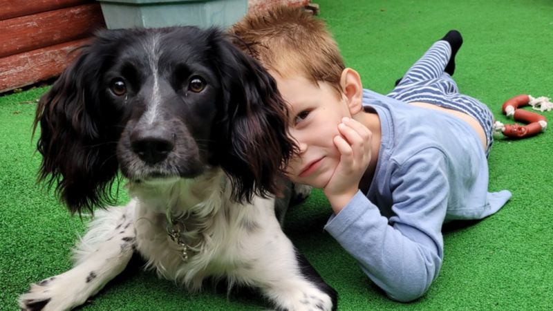 Diabetes Sniffer Dog Saves South Ockendon Boy Say Parents - BBC News