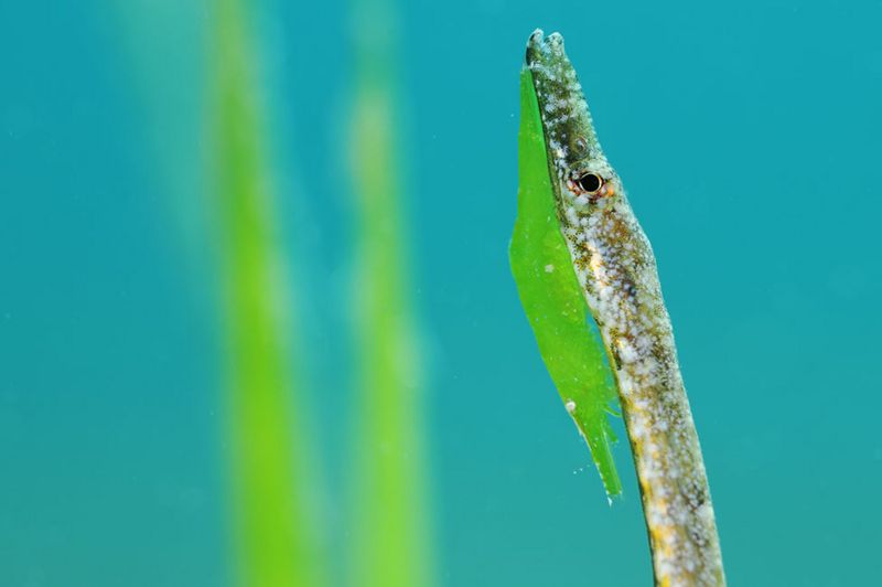 Underwater Photographer Of The Year Winner Revealed - BBC News