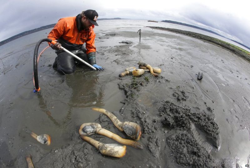 The Phallic Clam America Sells To China Bbc News 0760